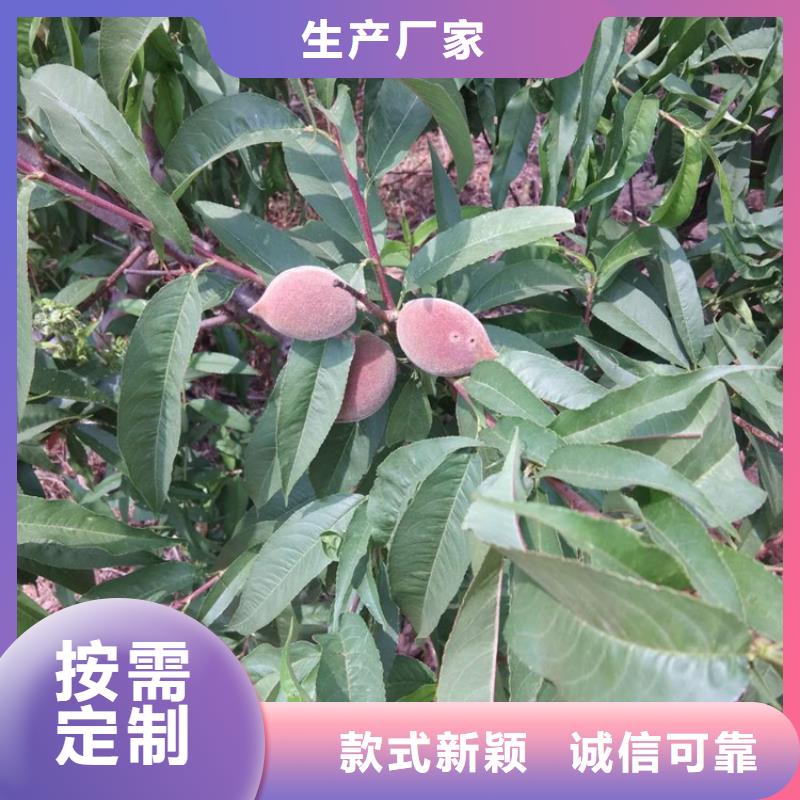 桃石榴苗专业生产N年