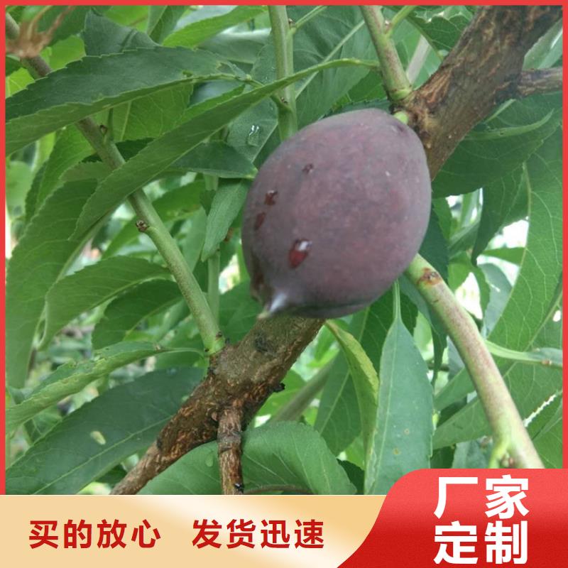 【桃3公分石榴苗量大更优惠】