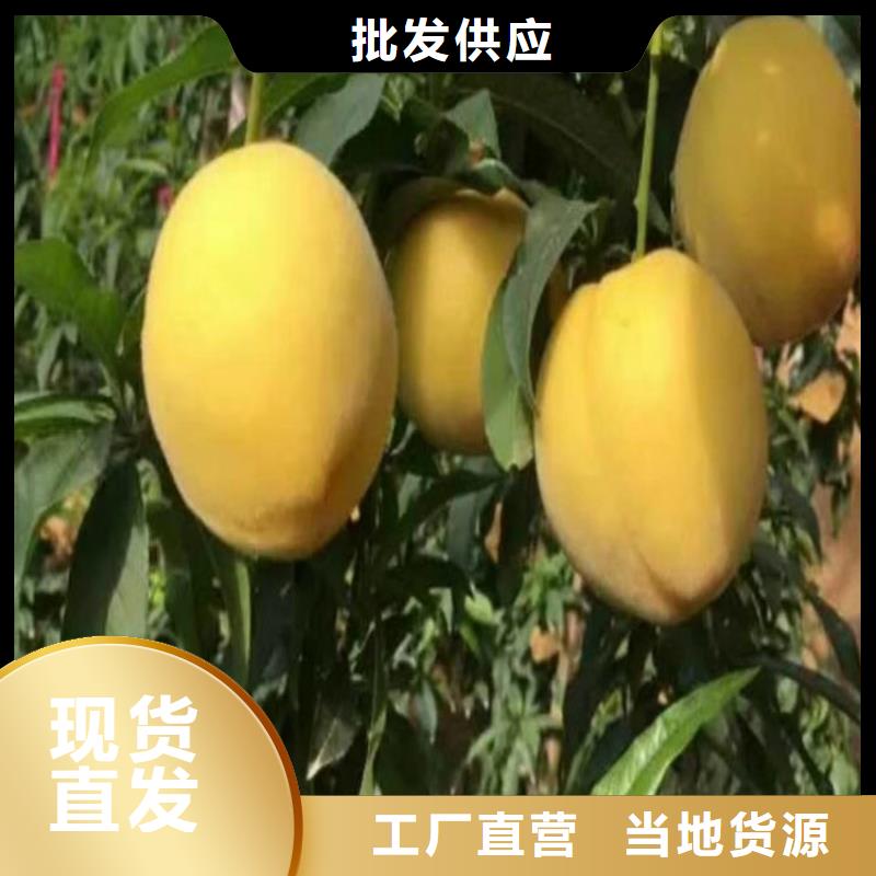 【桃】杏树苗有实力有经验