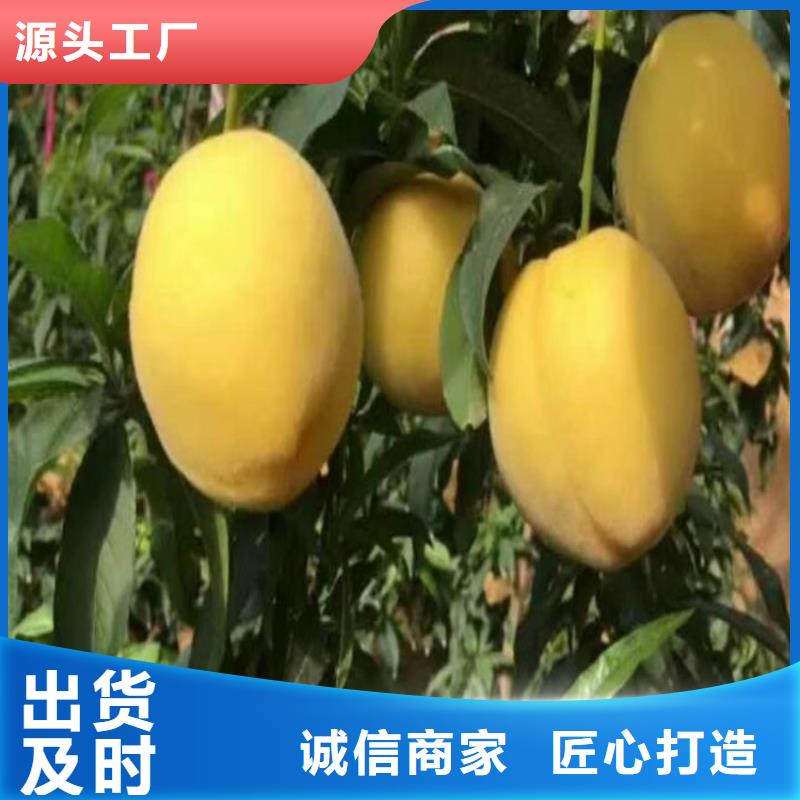 桃李子苗用心制造