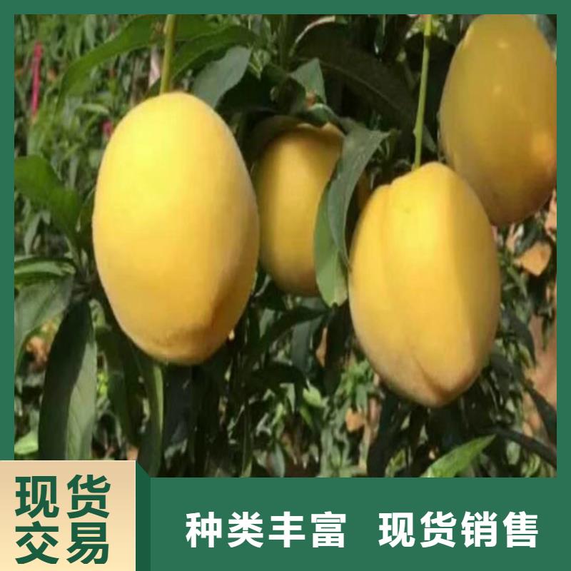 桃无花果苗满足客户需求