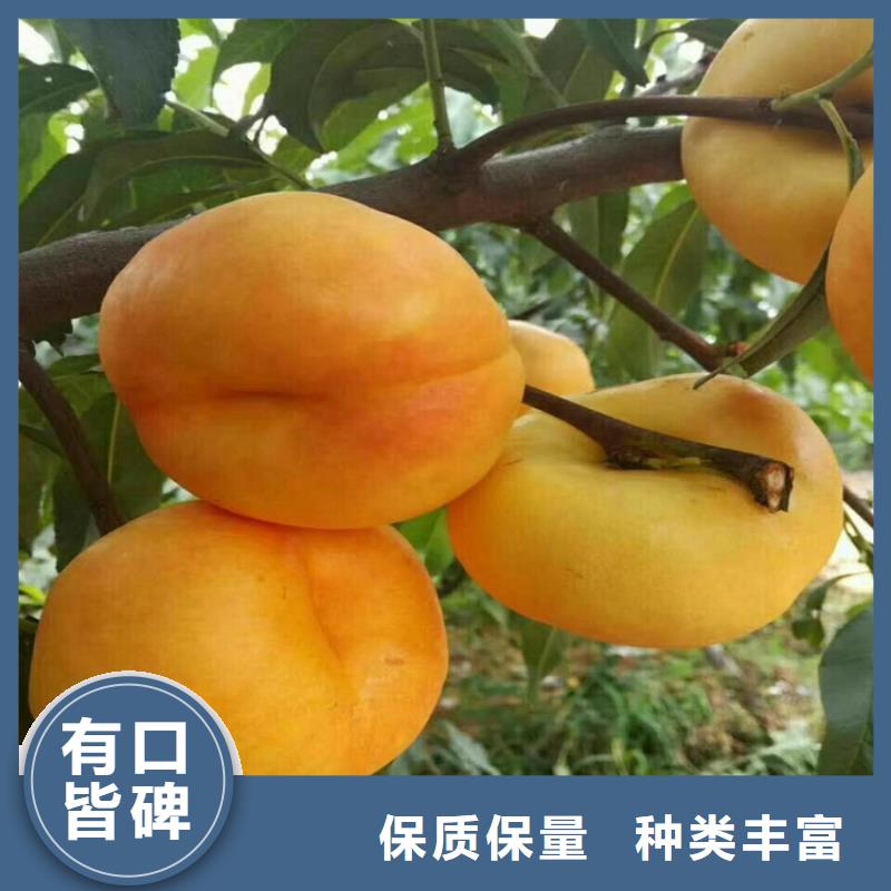 【桃3公分石榴苗量大更优惠】
