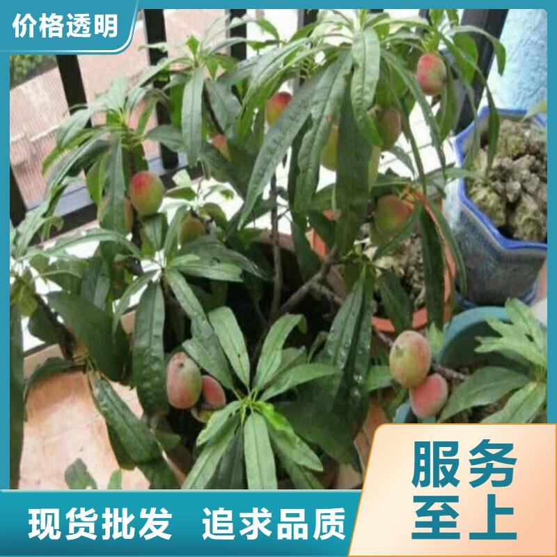 桃-樱桃苗精选好货