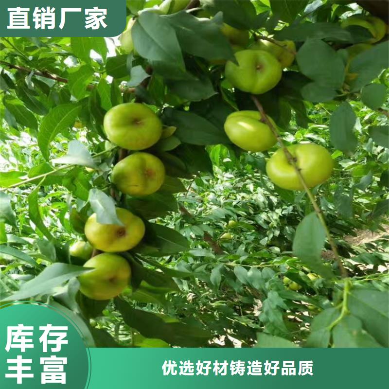 桃,梨树苗性价比高