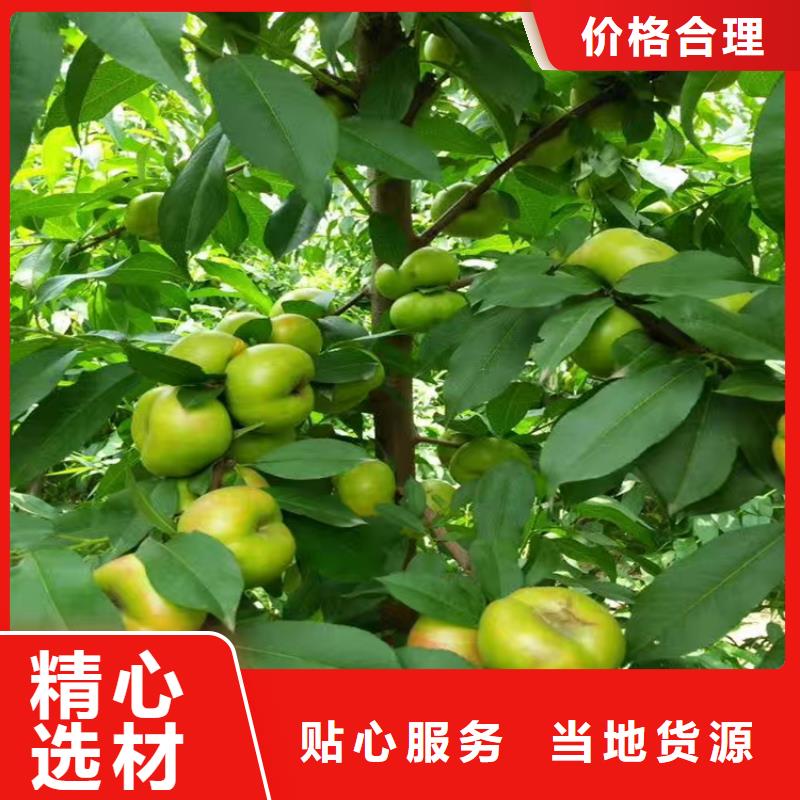 桃樱桃苗工厂价格