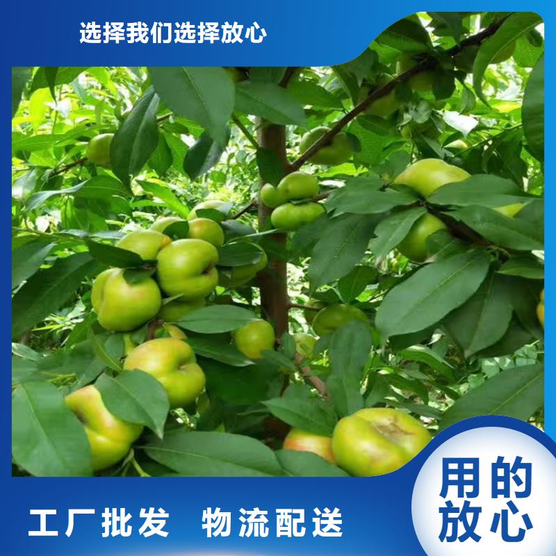 【桃】_北美冬青厂家直销售后完善-轩园园艺场(九江市分公司)