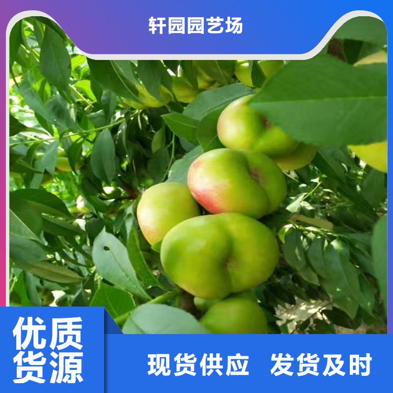 桃李子苗用心制造