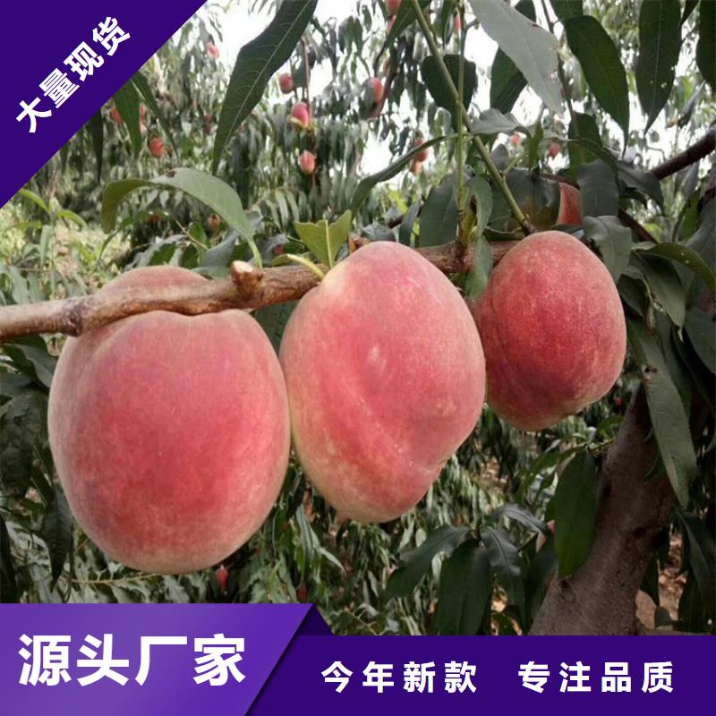 【桃-板栗苗库存量大】