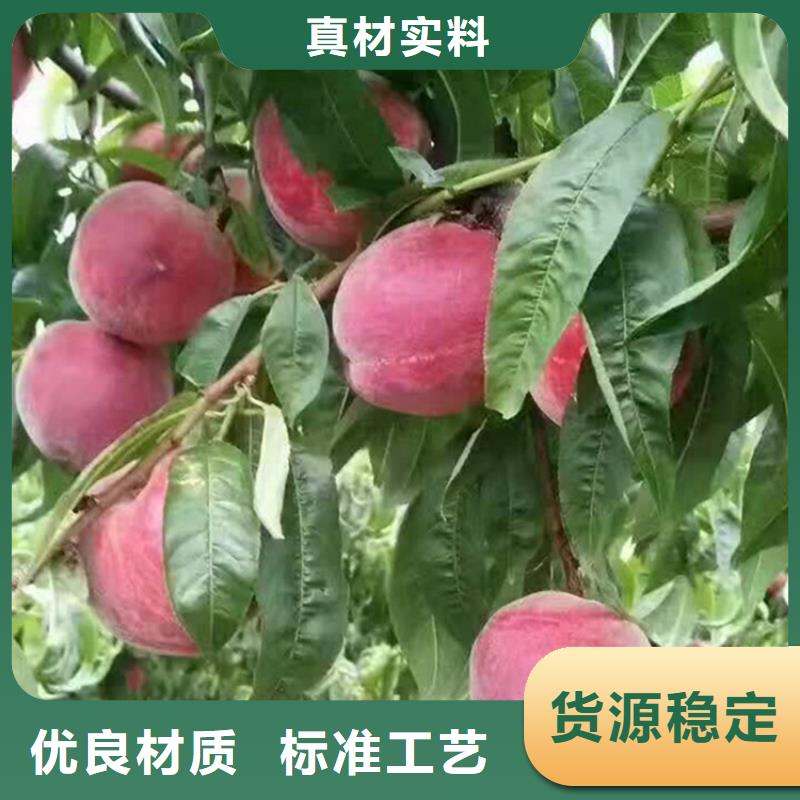 桃无花果苗满足客户需求