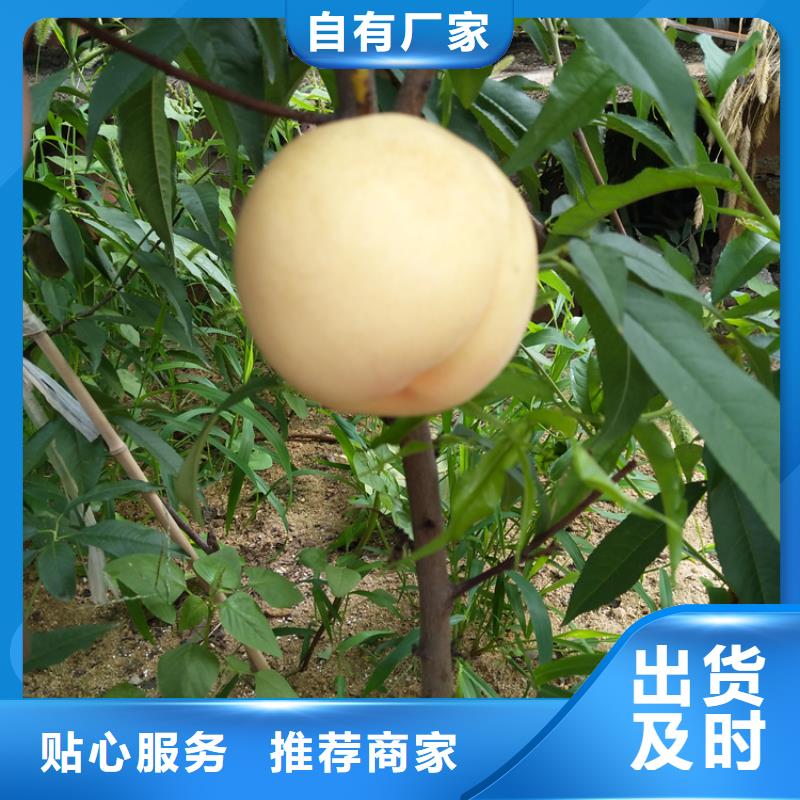 桃石榴苗专业生产N年