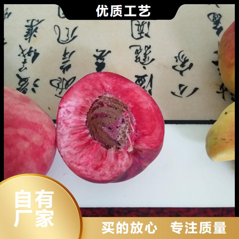 桃樱桃苗供您所需