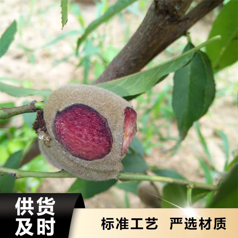 【桃苹果苗从厂家买售后有保障】