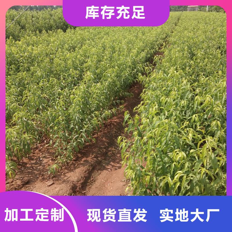 【桃】_北美冬青厂家直销售后完善-轩园园艺场(九江市分公司)