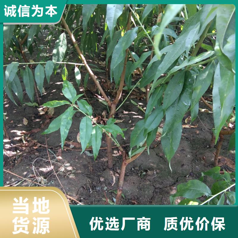桃李子苗用心制造