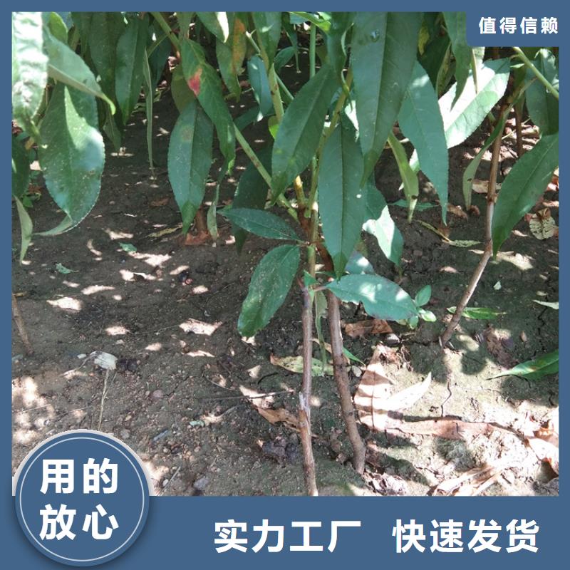桃樱桃苗供您所需