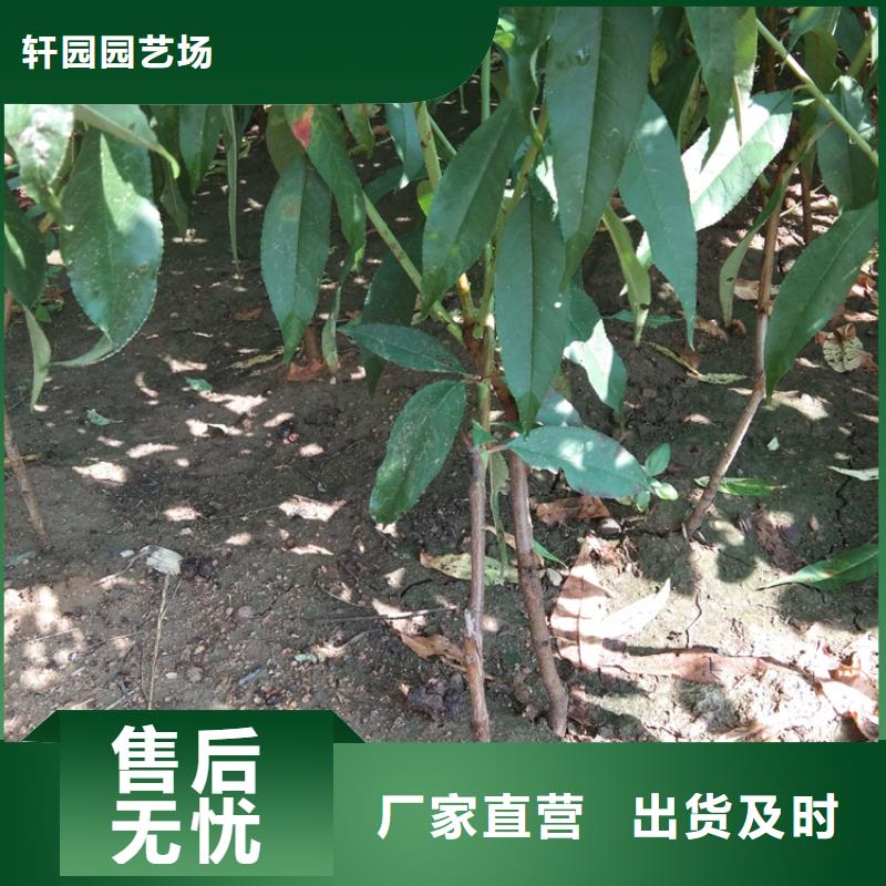 桃苹果苗现货满足大量采购