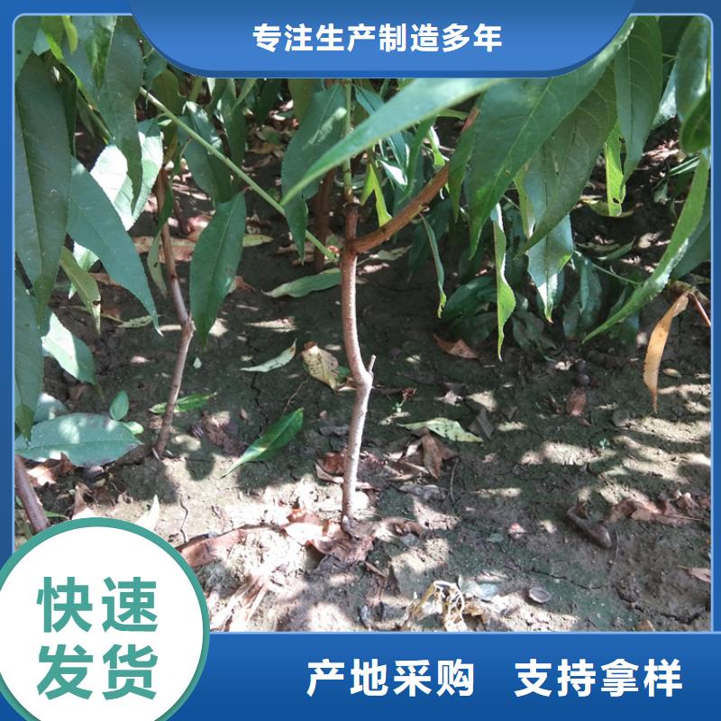 桃,苹果苗生产经验丰富