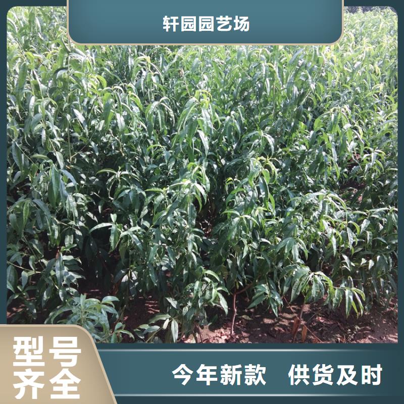 桃石榴苗专业生产N年