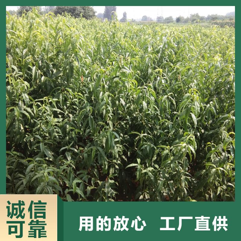 西瓜番石榴苗视频-宁波市西瓜番石榴苗-同城可服务区域慈溪|北仓|绍兴|杭州|台州|嘉兴|温州