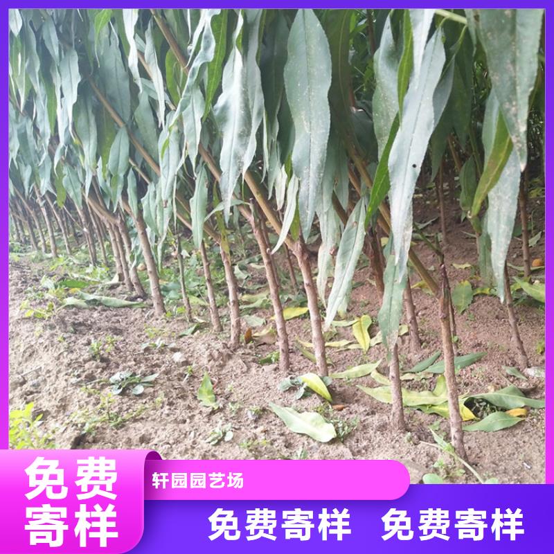 【桃-板栗苗库存量大】