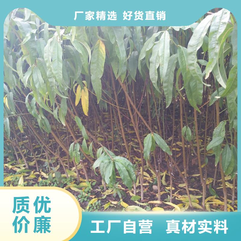 桃樱桃苗品质优选