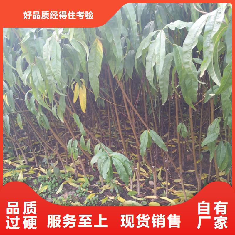 桃花椒苗现货直供