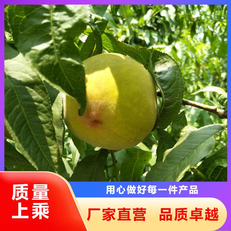 【桃石榴树追求细节品质】