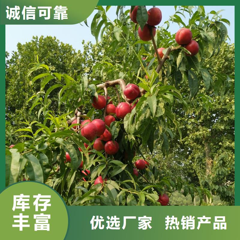 桃苹果苗制造厂家
