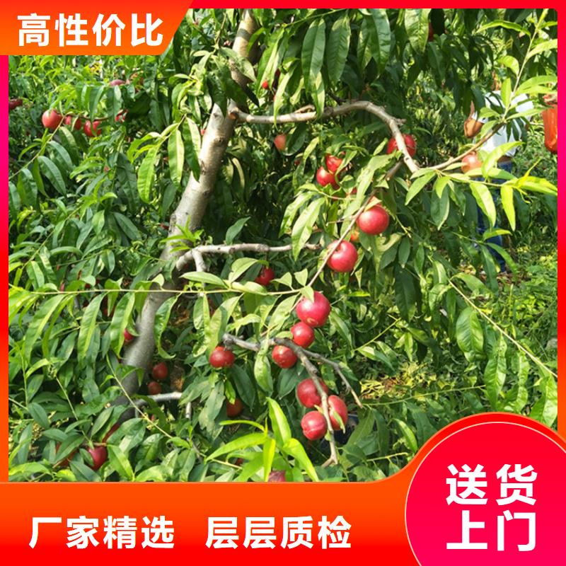 【桃】杏树苗有实力有经验