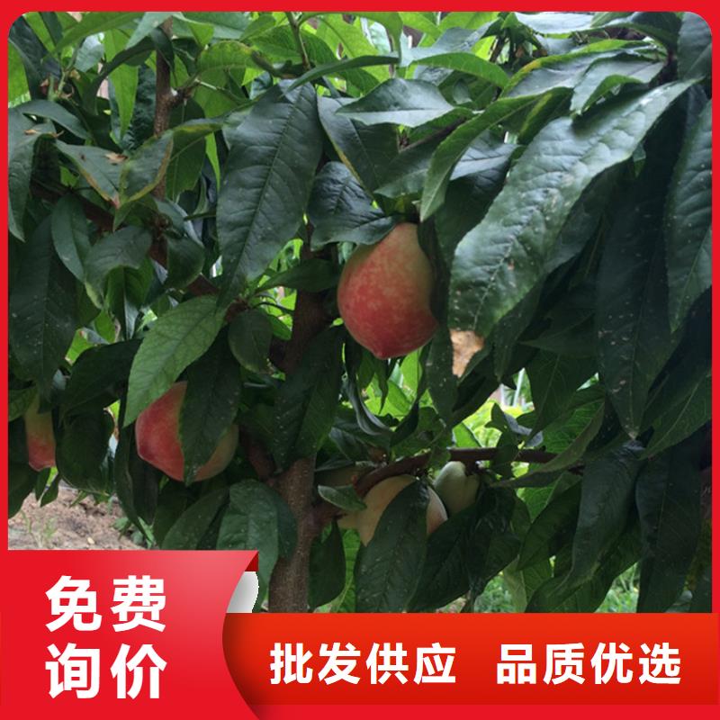 【桃蓝莓苗价格公道合理】