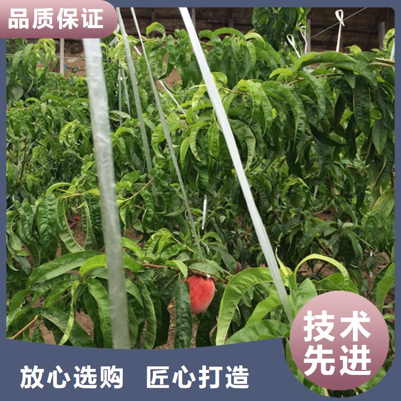 【桃】杏树苗有实力有经验