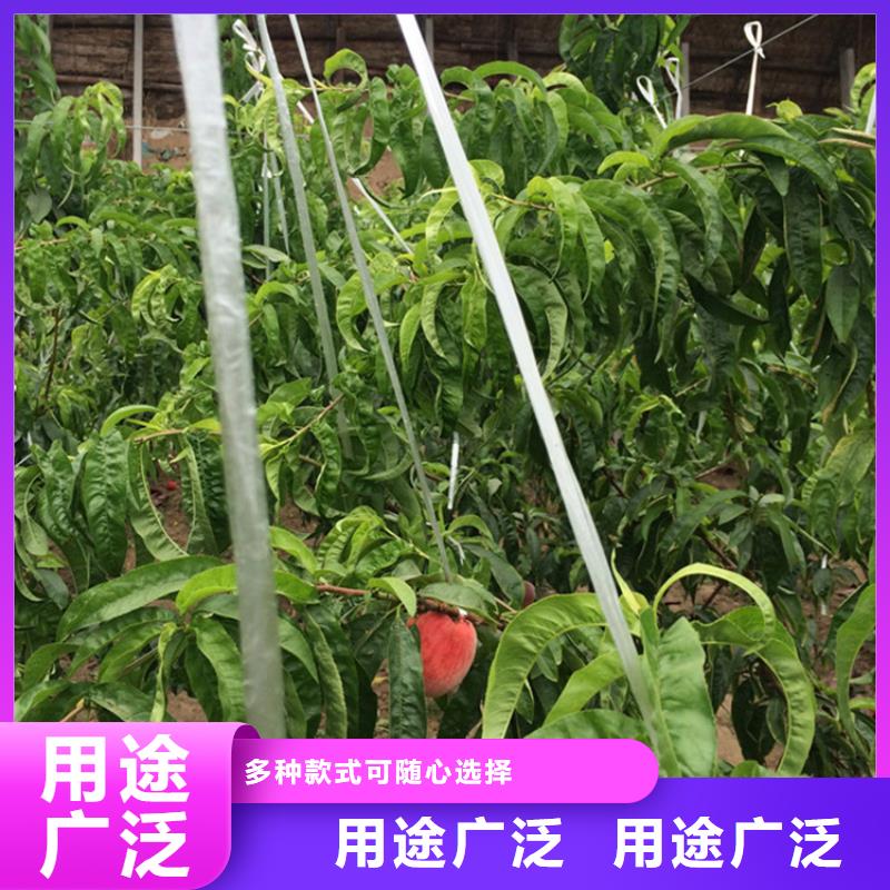 桃-蘋果苗品質(zhì)卓越