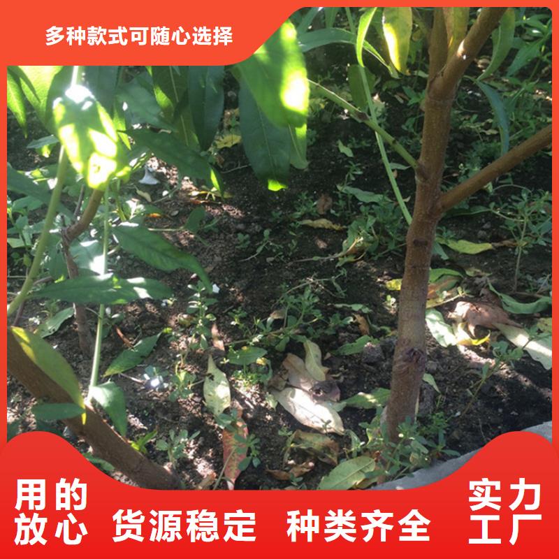 【桃】_北美冬青厂家直销售后完善-轩园园艺场(九江市分公司)