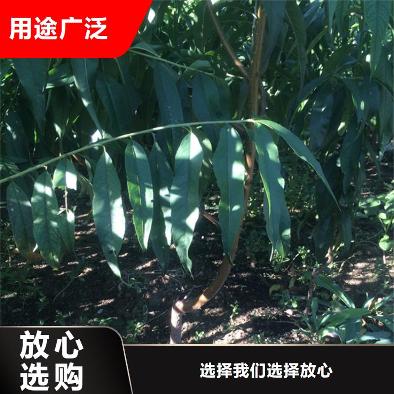 桃_樱桃苗精心选材