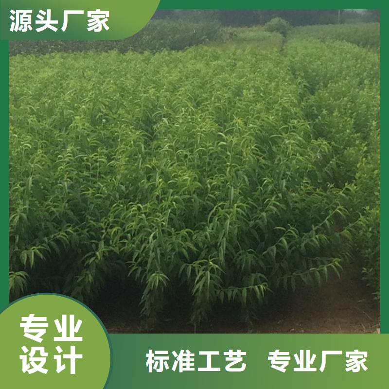 桃樱桃苗供您所需