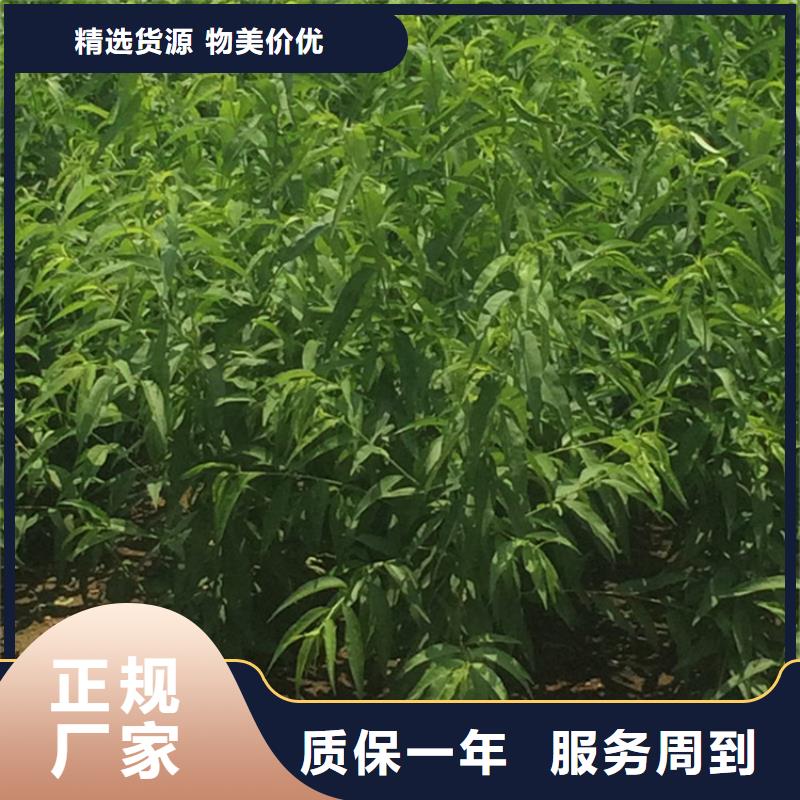 桃樱桃苗工厂价格