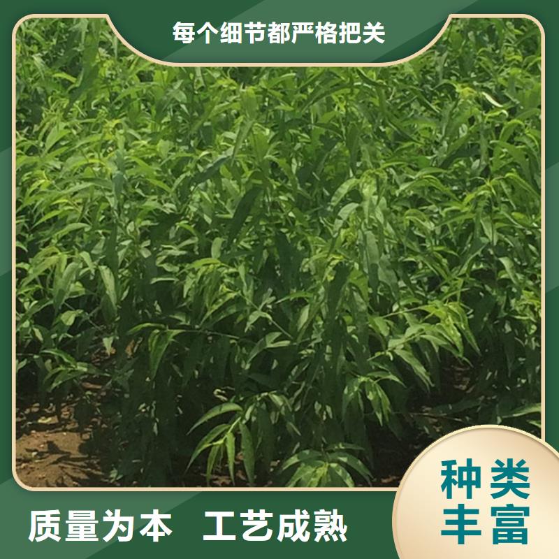 【桃】_苹果苗厂家直销值得选择