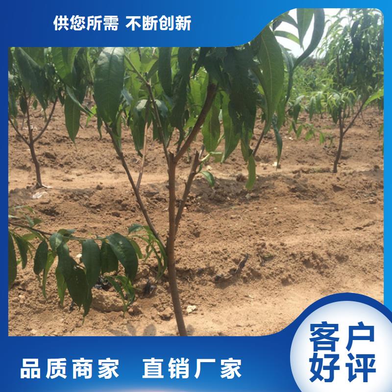 桃樱桃苗供您所需