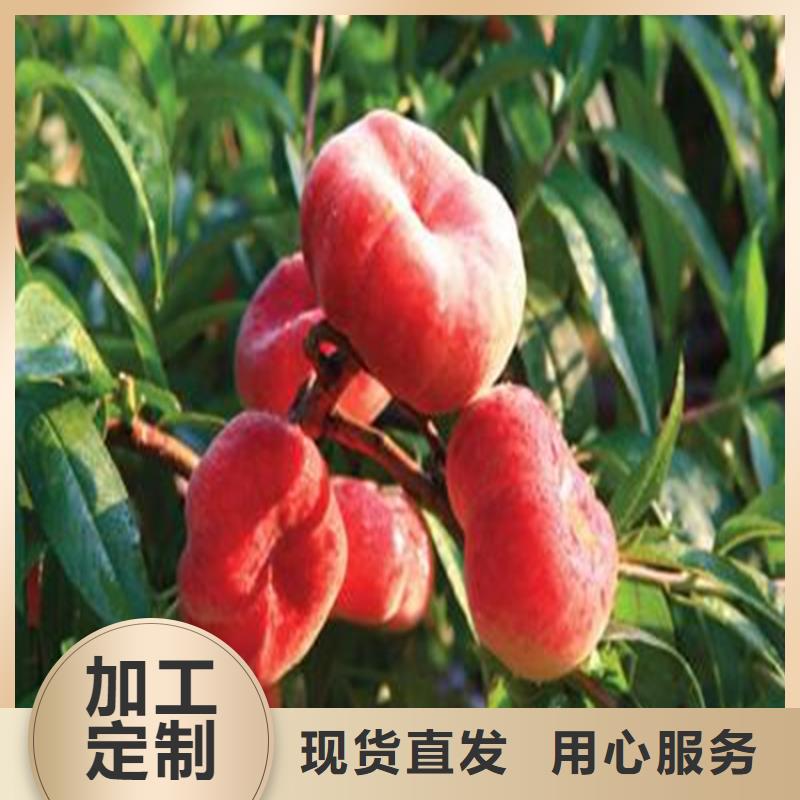 桃-樱桃苗讲信誉保质量