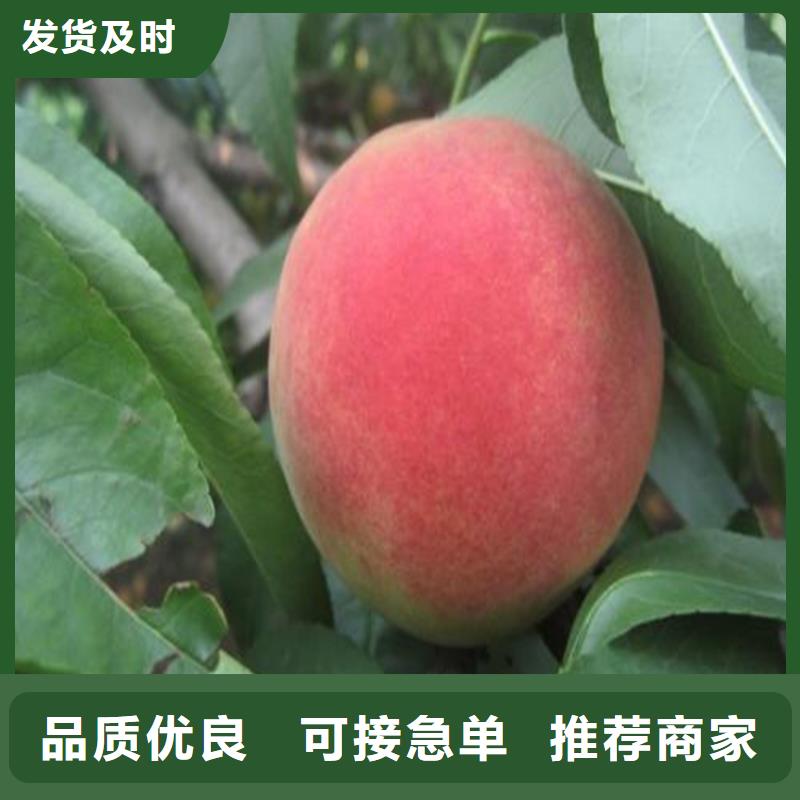桃石榴苗专业生产N年