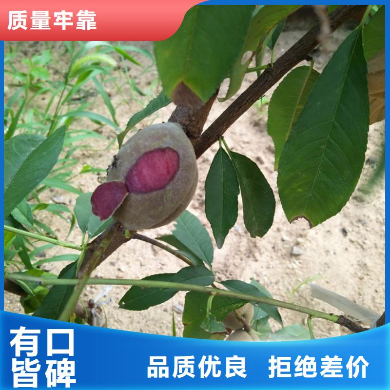 桃樱桃苗按需定做