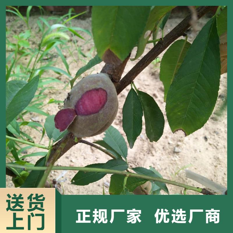 桃樱桃苗按需定做