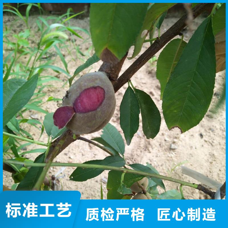 桃樱桃苗按需定做