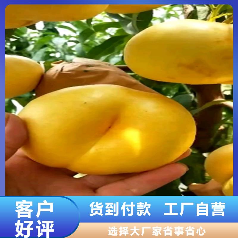 桃梨树苗专注生产制造多年