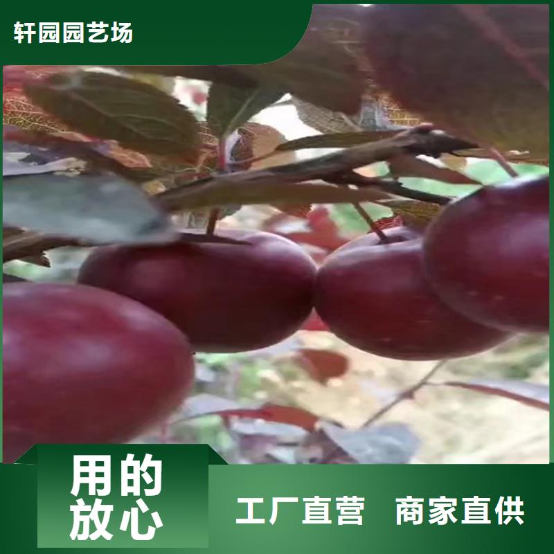 李子苹果苗现货齐全售后无忧
