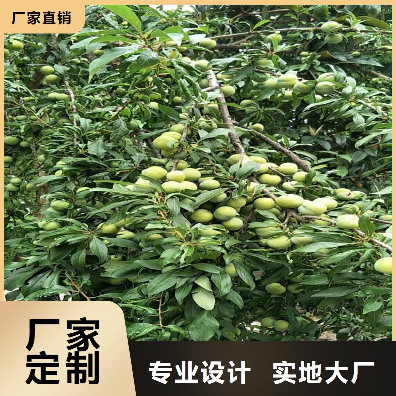 【李子】奶油草莓厂家销售