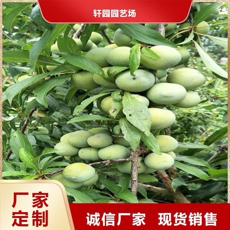 李子蓝莓苗专业生产品质保证