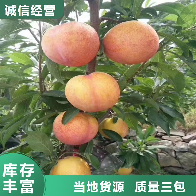 李子樱桃苗质量不佳尽管来找我
