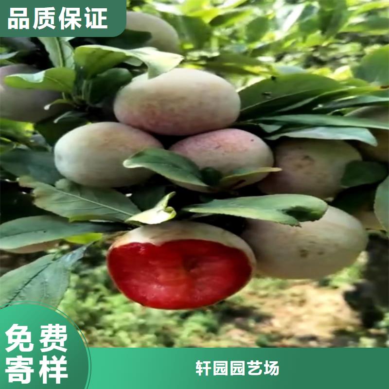 李子桃树苗用心制造