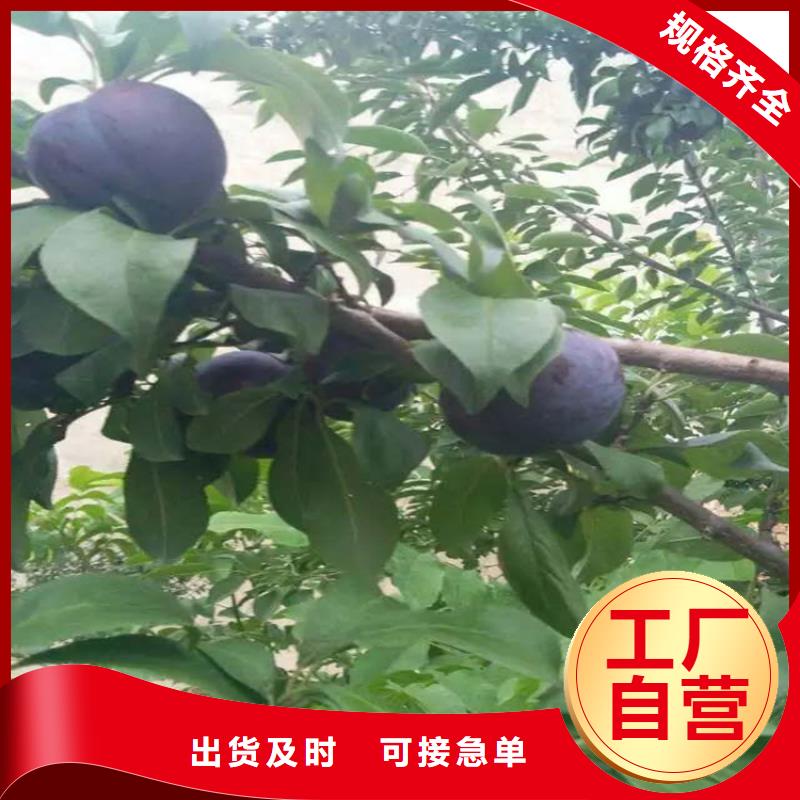 西瓜番石榴苗视频-西瓜番石榴苗-福建省漳州市长泰|云霄|南平|莆田|福州|宁德|龙岩|厦门|三明(该地)货源